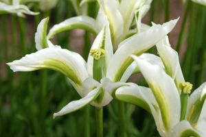 Tulip Lily Flowered Green Star